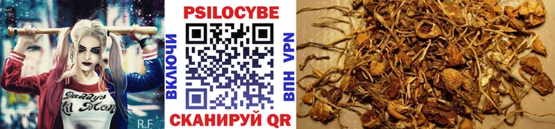 сколько стоит  Подольск  Псилоцибиновые грибы Magic Shrooms 